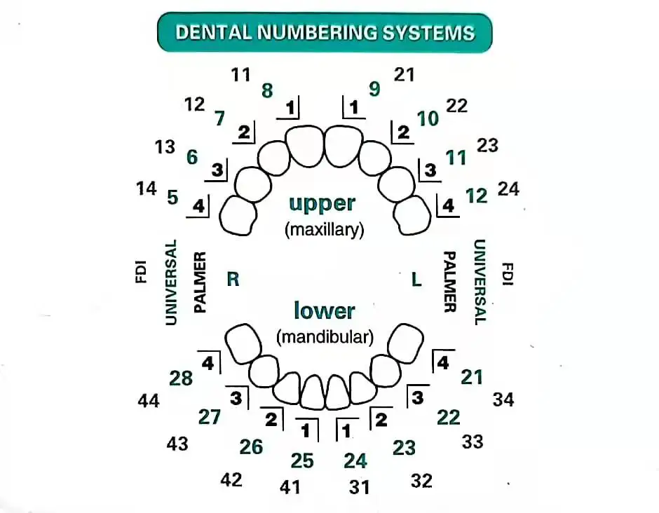 복합 수지 베니어용 치과용 금형 광 치료 충전 전치 전 - Teeth Whitening Moulds 리뷰 및 가격